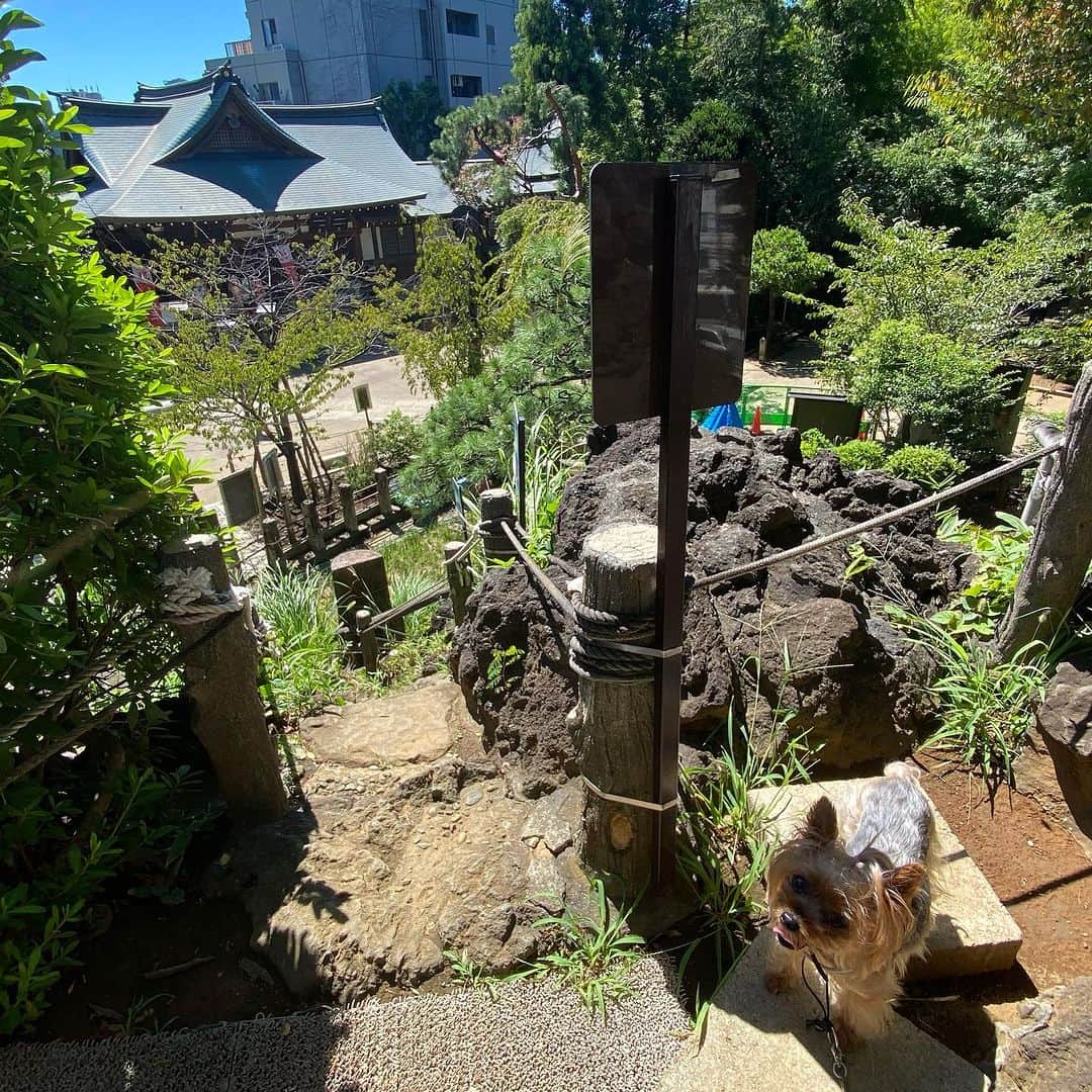 Rubyさんのインスタグラム写真 - (RubyInstagram)「📸2023.9.5 📍 鳩森八幡神社 @hatonomori_shrine   代々木に用事があったので 鳩森八幡神社にお参りにいきました。  ここは富士塚があるのでルビたんも一緒に登頂！ 富士山に登るのと同じパワーの恩恵が得られるとかなんとか。  大学生の頃 ここのすぐ近くで家庭教師をしていて その頃もよく寄ったなぁなんて思い出しました。  #ヨーキー #ヨークシャテリア #yorkie #yorkshireterrier #ヨーキー好きと繋がりたい #犬のいる暮らし #pecoいぬ部 #rubyの神社仏閣詣り #鳩森八幡神社」10月17日 0時03分 - ruby_the_yorkie