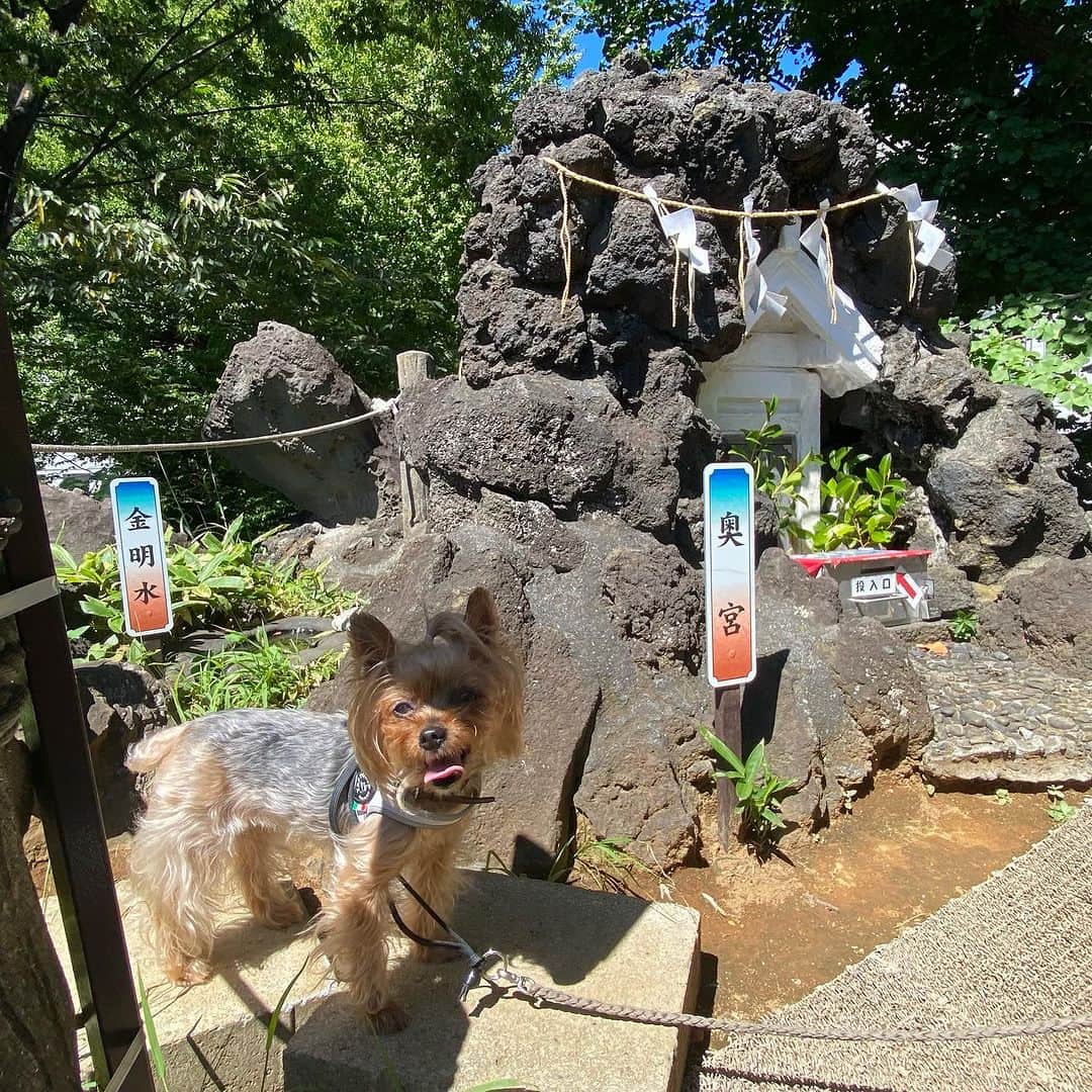 Rubyのインスタグラム：「📸2023.9.5 📍 鳩森八幡神社 @hatonomori_shrine   代々木に用事があったので 鳩森八幡神社にお参りにいきました。  ここは富士塚があるのでルビたんも一緒に登頂！ 富士山に登るのと同じパワーの恩恵が得られるとかなんとか。  大学生の頃 ここのすぐ近くで家庭教師をしていて その頃もよく寄ったなぁなんて思い出しました。  #ヨーキー #ヨークシャテリア #yorkie #yorkshireterrier #ヨーキー好きと繋がりたい #犬のいる暮らし #pecoいぬ部 #rubyの神社仏閣詣り #鳩森八幡神社」