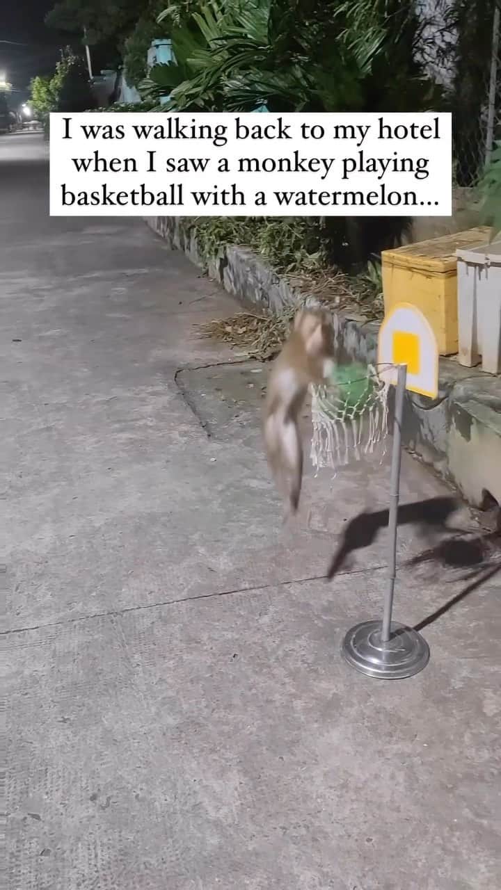 FIBAのインスタグラム：「Definitely got hops 🐒🏀  🎥 @viralhog」