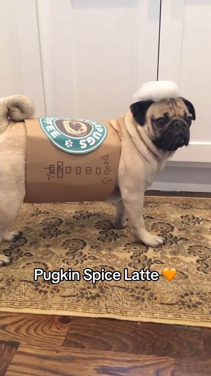 itsdougthepugのインスタグラム：「Another Dougie DIY costume, the Pugkin Spice Latte! ☕️🧡  #dogcostume #halloween #spooky #pugs #diy #dogsofinstagram #costumeideas #pug #dougthepug」