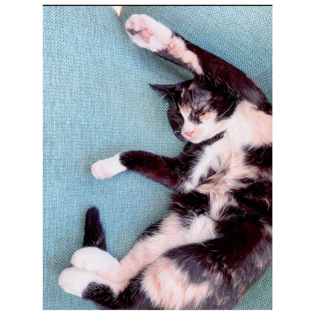 吉田夕梨花さんのインスタグラム写真 - (吉田夕梨花Instagram)「. 🐈‍⬛💤 . . . #ねこすたぐらむ  #道端イーちゃん #お母さんがとにかく好き」10月17日 0時41分 - yurikayoshida77