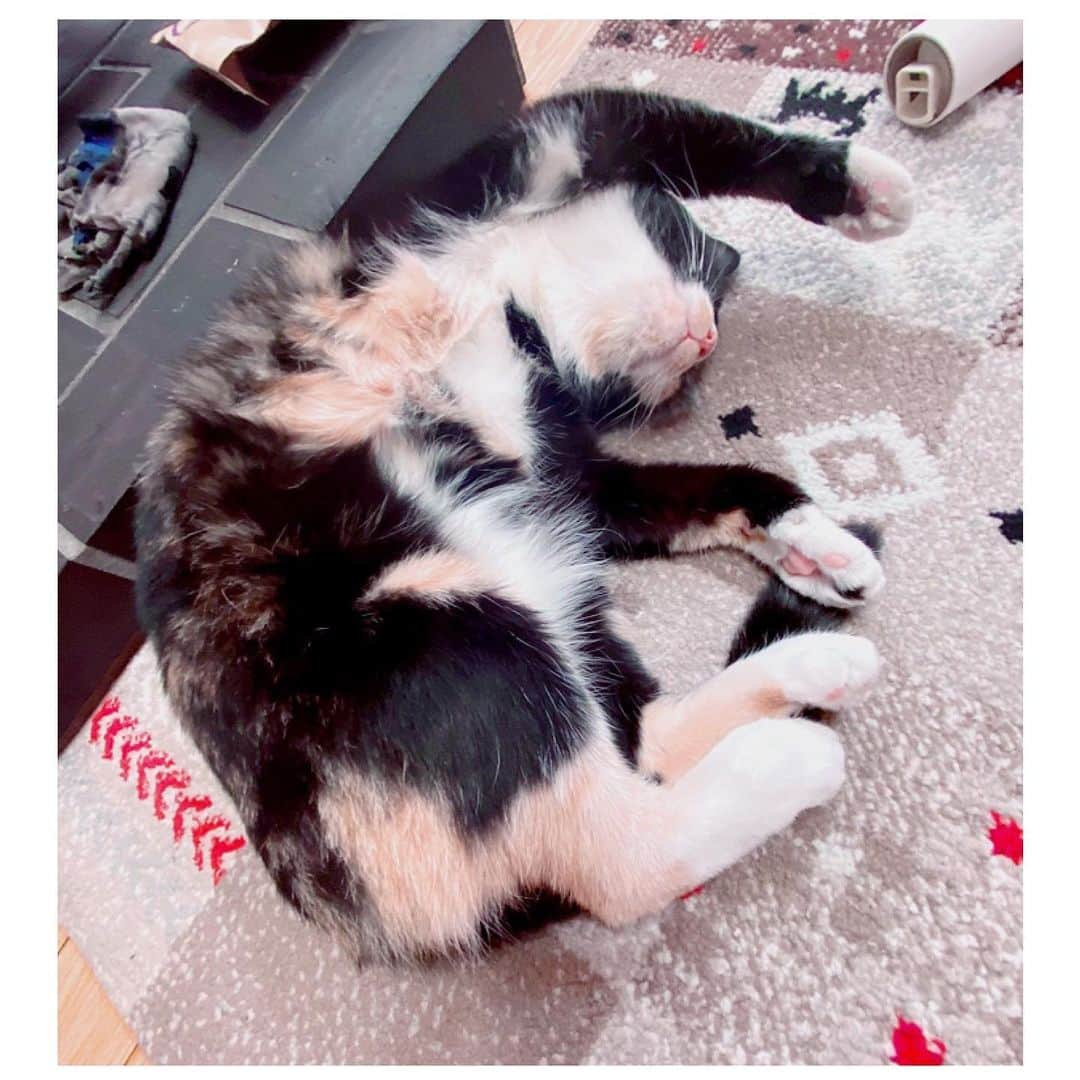 吉田夕梨花さんのインスタグラム写真 - (吉田夕梨花Instagram)「. 🐈‍⬛💤 . . . #ねこすたぐらむ  #道端イーちゃん #お母さんがとにかく好き」10月17日 0時41分 - yurikayoshida77