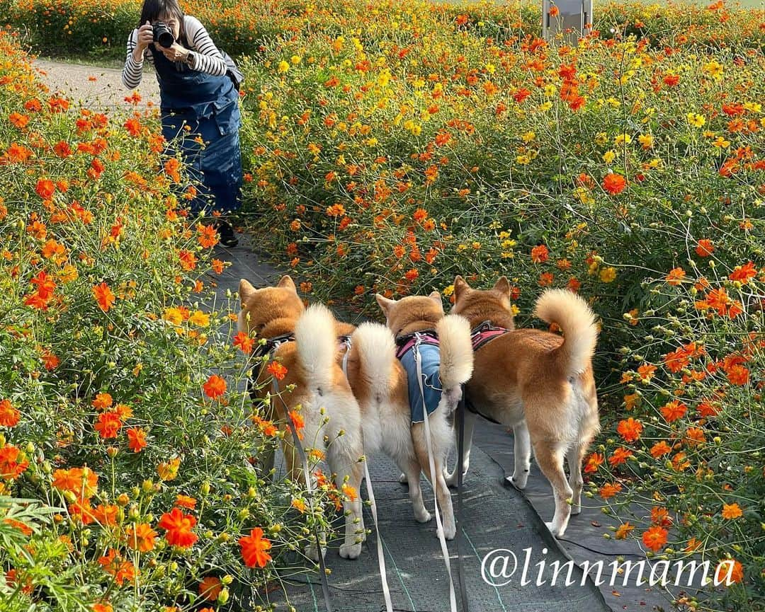 linnmamaさんのインスタグラム写真 - (linnmamaInstagram)「笑顔☺️の舞台裏😍〜①キバナコスモス🌼に埋もれる笑顔の4柴たち〜②みんなの後ろ姿をパパが撮ってました😅〜仕方ないことだけど、麗の後ろ脚が1本足りないのが切ない😢〜でも最高の笑顔だよ👏〜今までずっと食欲不振が続いてきたけど、やっとやっと食べられるようになってきたのがうれしいです☺️ ＊ ＊ ＊ #柴犬#dog #柴犬凜の勇気凜々every day  #多頭飼い  #shibastagram #my_eos_photo  #eosr6#eosr10 #ドッグフォトグラファーズ #iphone12#iphone12promax  #夕方散歩 #花活 #写活 #キバナコスモス #モリコロパーク #愛・地球博記念公園 #2024柴犬凜ファミリーカレンダー発売中  #プロフィール欄からどうぞ」10月17日 0時51分 - linnmama