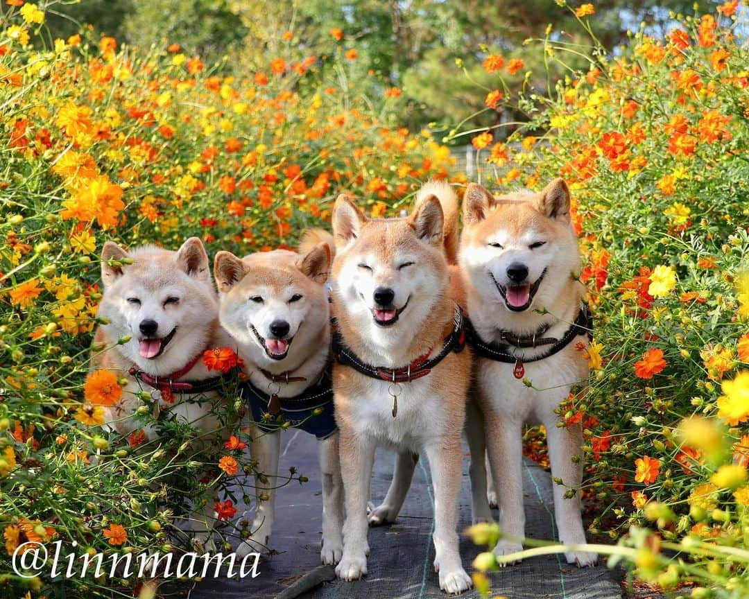 linnmamaのインスタグラム：「笑顔☺️の舞台裏😍〜①キバナコスモス🌼に埋もれる笑顔の4柴たち〜②みんなの後ろ姿をパパが撮ってました😅〜仕方ないことだけど、麗の後ろ脚が1本足りないのが切ない😢〜でも最高の笑顔だよ👏〜今までずっと食欲不振が続いてきたけど、やっとやっと食べられるようになってきたのがうれしいです☺️ ＊ ＊ ＊ #柴犬#dog #柴犬凜の勇気凜々every day  #多頭飼い  #shibastagram #my_eos_photo  #eosr6#eosr10 #ドッグフォトグラファーズ #iphone12#iphone12promax  #夕方散歩 #花活 #写活 #キバナコスモス #モリコロパーク #愛・地球博記念公園 #2024柴犬凜ファミリーカレンダー発売中  #プロフィール欄からどうぞ」