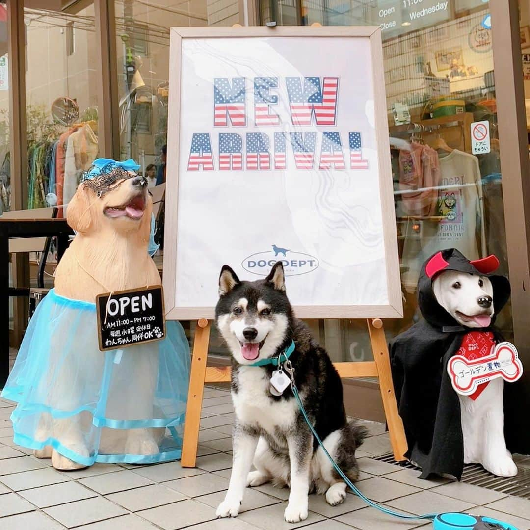 くろさんのインスタグラム写真 - (くろInstagram)「DOG DEPT👻  #勝手に看板犬 #DOGDEPT #ドッグデプト #DOGDEPT自由が丘 #ドッグデプト自由が丘 #DOGDEPT自由が丘MAST店 #ドッグデプト自由が丘MAST店 #自由が丘犬 #奥沢犬 #柴犬 #黒柴 #黑柴 #柴犬のいる暮らし #黒柴のいる暮らし #jiyugaokadoglife #jiyugaokadog #okusawadog #kuroshiba #blackshiba #shibainu #shibadog #shibastagram #dogstagram #instadog」10月17日 1時02分 - m6bmw