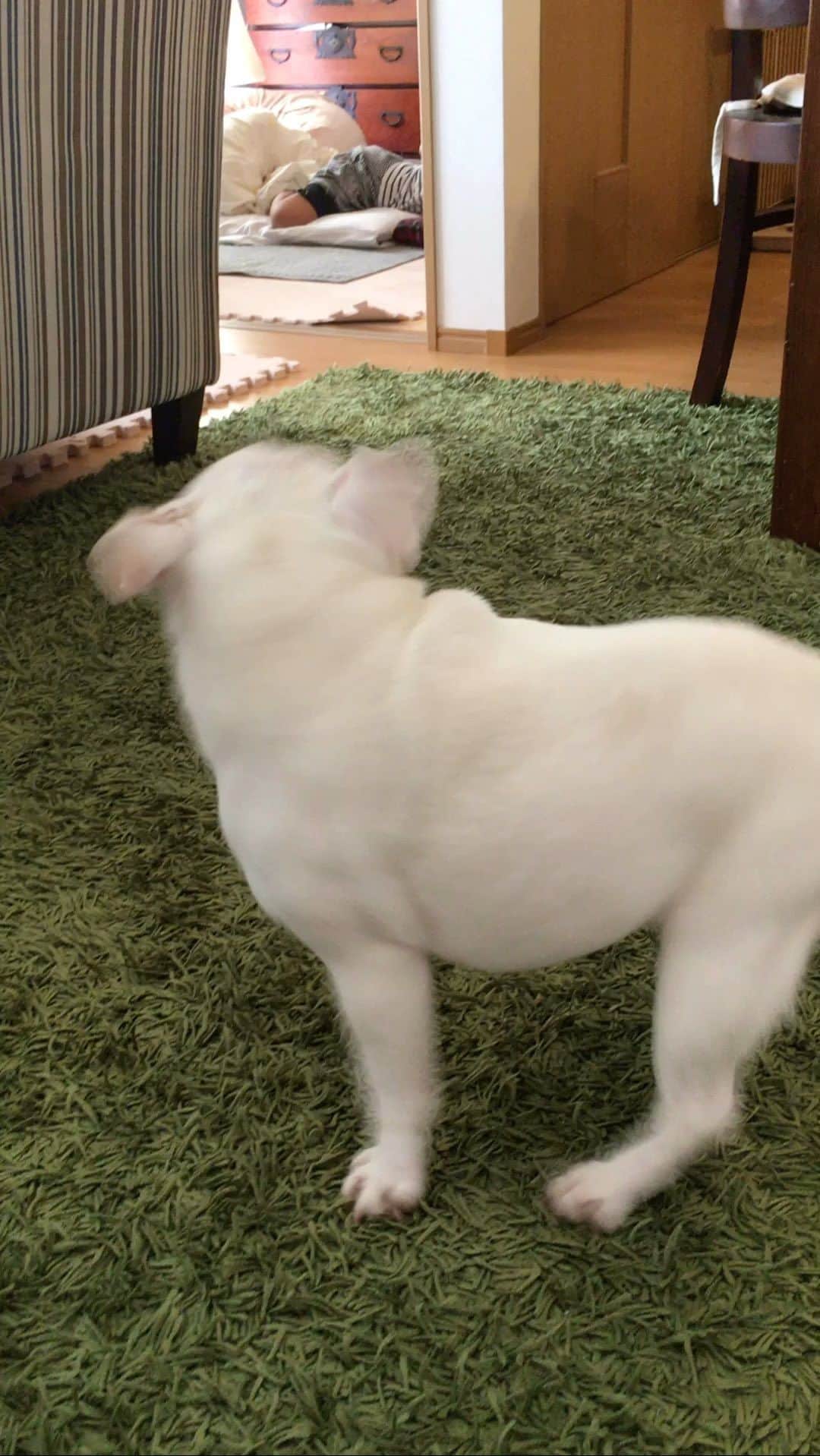 ちえぶぅたのインスタグラム：「超暇だったら何回転か数えてみてね。」