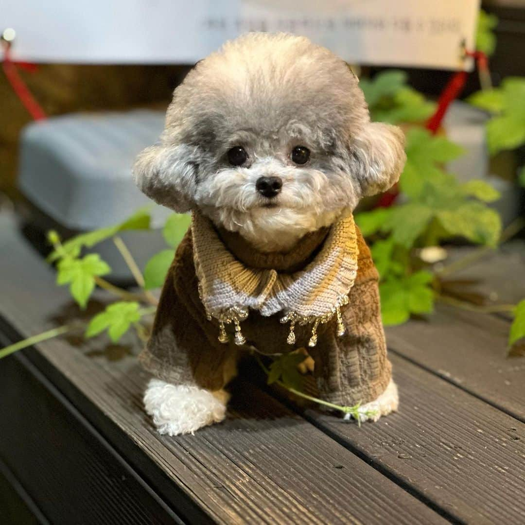 띠비비샤샤루루슈엘のインスタグラム：「. 오랜만에 루 . . . #Ru #루 #Teddybear #poodle #toypoodle #푸들 #토이푸들」