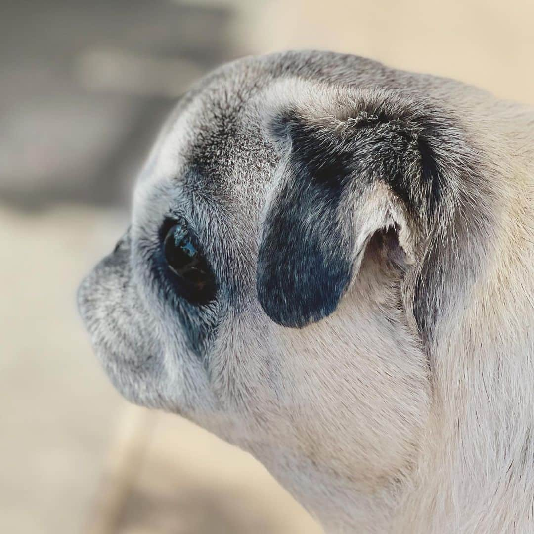 八兵衛のインスタグラム：「Hello Oct🍁 Oct17,2023 * *   #ほぼ黒パグ #おじいちゃん犬 #17歳1か月 #pug #puggy #puglife #puglove #petstagram #pugstagram #pugsofinstagram #pugs #dog #八兵衛 #はちべえ」