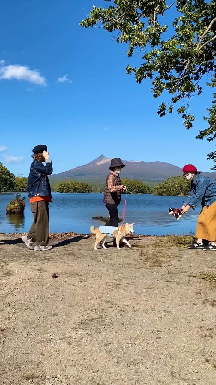 柴犬 けんしろう ゆりあのインスタグラム：「🐕🐾  2023.10.13 秋晴れの大沼国定公園 最高にきれいでした〜✨  そして、またコレやらされてる😂 (恥ずかしいので倍速で笑)  ゆりあさんは 埼玉のお父さんをひっぱりまわし おやつをもっとよこせと要求🐶  さて、ここから高速に乗って 少し北上ドライブです🚙  #大沼国定公園  #北海道 #hokkaido」