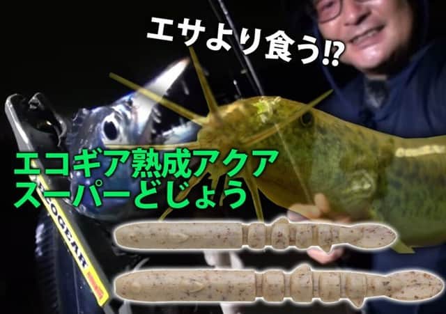 のインスタグラム：「エサより食う！タチウオのハイシーズンに！エコギアの「エコギア熟成アクア スーパーどじょう」  https://lurenewsr.com/284099/  #ルアーニュース #エコギア #ECOGEAR #エコギア熟成アクアスーパーどじょう #エコギア熟成アクア #タチウオ #タチウオテンヤ」
