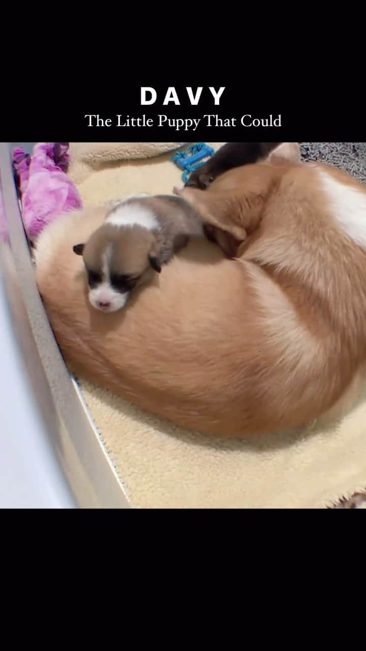 Geordi La Corgiのインスタグラム：「Ok the way he just slides into that sploot tho 🤣🤣🤣  I hope you all have been enjoying the puppy cam of the Scaggies! Biggest thank you to @capricciocorgis for setting it up for me so I can watch and learn.  The Scaggies are growing crazy fast and they’ll already be 2 weeks old tomorrow. 😱🏴‍☠️ 3 out of the 4 pups have opened their eyes already (Captain is behind his shipmates but his should open anytime now). They’re now leaving the guinea pig phase and about to enter the drunken sailor (or pirate) phase.   Aggy continues being an amazing mom. Scotty is still having an internal crisis.」