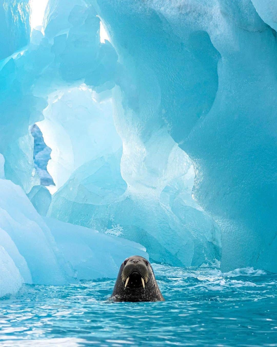 Discover Earthのインスタグラム：「Chillin’ with a cool walrus of Svalbard 👋🏽🦭 These magnificent Arctic giants, with their blubbery bodies and impressive tusks, are true symbols of resilience in the face of a changing climate 🌊❄️  📍Svalbard, Norway  🇳🇴 #DiscoverNorway with @nathanclarkwildlife」