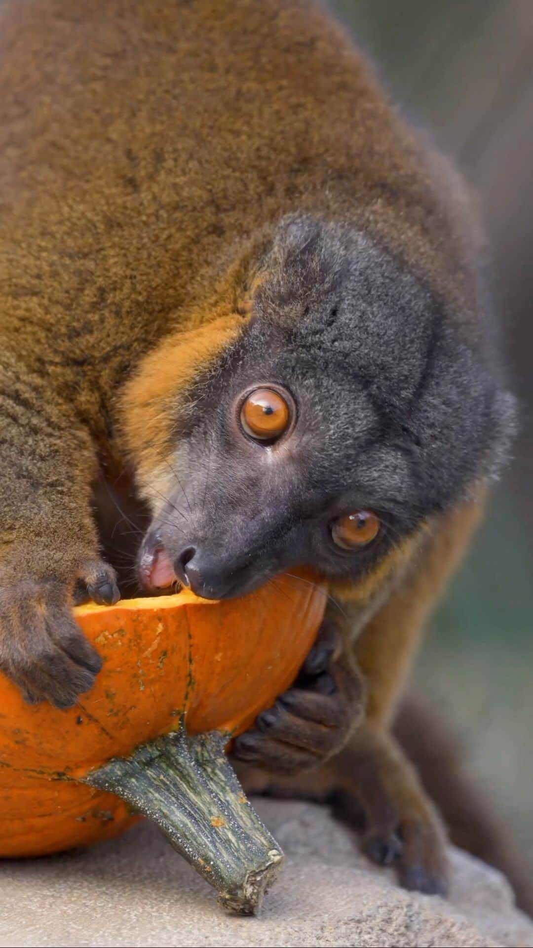 San Diego Zooのインスタグラム：「Need a pumpkin fix? Leme it to us. 🎃  #Lemur #Pumpkin #PSL # #SanDiegoZoo」