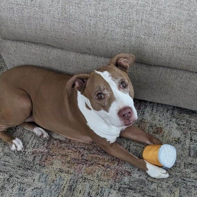 ウィル・ウィトンのインスタグラム：「Marlowe got a new chew toy that looks like a beer mug, and is celebrating Barktoberfest.  #MarloweMonday」