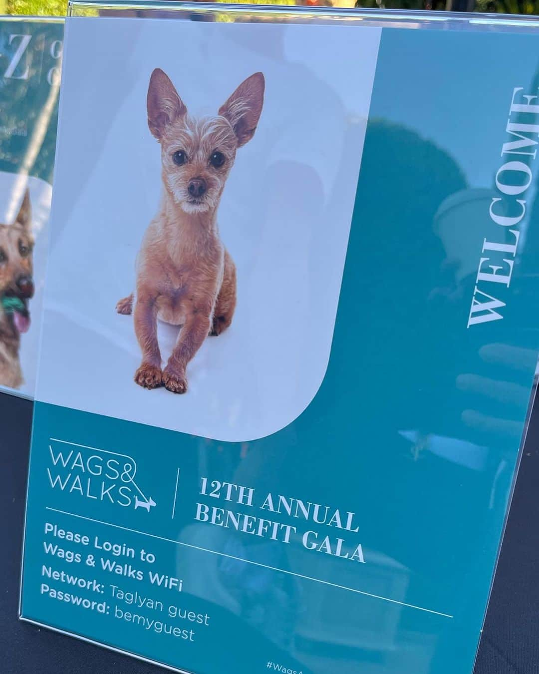 JEN ATKINさんのインスタグラム写真 - (JEN ATKINInstagram)「It was fashion’s biggest night- got our friends to come and join us at @wagsandwalks as we set a goal of saving 2500 dogs in one night🐶 The past year unfortunately saw dogs filling kennels and a major decline in adoptions. @iammaxgreenfield said it best- watching a rescue dog who’s closed off open up and learn to trust and love is the most rewarding thing. Please, if you can participate in donating, adopting, fostering, or volunteering… these dogs need our help ♥️ xo Jen & Mike」10月17日 5時26分 - jenatkinhair