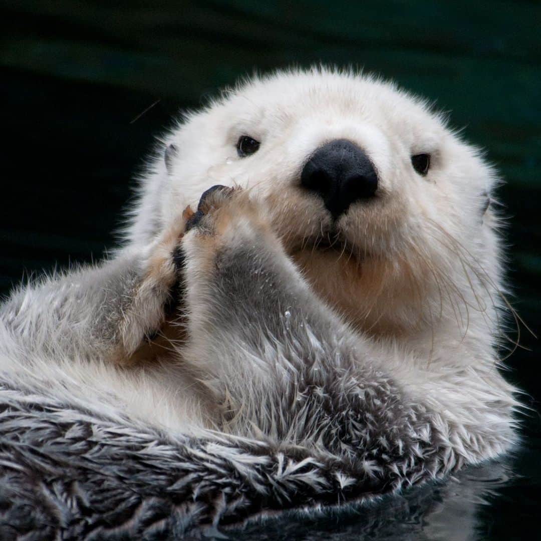 アニマルプラネットのインスタグラム：「🦦🍂🧣  Sea otters are not only adorable, but also arguably the coziest animals alive. They have the thickest fur of any known animal!    📷: Mark Newman  #CozyVibes #fall #wildlife」