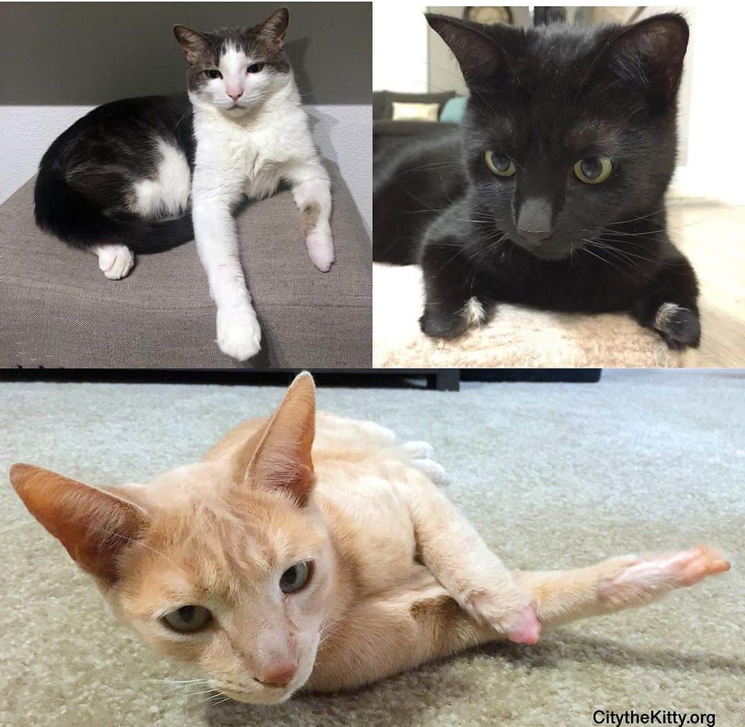 City the Kittyのインスタグラム：「These 3 cats were declawed at an @AAHAhealthypet hospital and they suffered horrific complications and had to have most of their paws amputated. 😾😾😾😾😾😾😾The vets at this hospital talked the owners OUT of the humane alternatives. $$$😾😾😾  Please sign our petition to AAHA that's on our instagram bio link and send them a polite email to aaha@aaha.org and ask them WHY they still allow declawing in their hospitals.🐾 😾😾😾😾😾😾😾😾😾😾  AAHA.org ( aahahealthypet) is a company that accredits animal hospitals and they claim to be the standard of excellence in veterinary hospitals. 😾  AAHA STILL allows declawing in their accredited animal hospitals despite saying that they strongly oppose it and it’s not a reasonable procedure. MANY AAHA hospitals make easy and good money from doing this animal cruelty (declawing) to cats. 😾😾🐾😾😾😾 Why won’t AAHA put the welfare of cats first and ban declawing in their AAHA hospital$? Whose side is AAHA on? Innocent cats or declawing veterinarian$?😾 🐾  AAHA told us in July 2021, “We strive to uphold standards of veterinary excellence, but we do not instruct veterinarians how to practice medicine.” THAT’S A BIG LIE!  In 2013 AAHA told their vets that they cannot perform nonanesthetic or anesthesia-free dental cleaning procedures because it is unacceptable and below the standard of care. AAHA also said nonanesthesia dental cleaning procedures are not appropriate because of patient stress and injury.  Also one of AAHA’s MANDATORY STANDARDS is, “Practice team members demonstrate humane care of animals.”  AAHA has 900 Standards of Care in a 49 page manual and they tell their veterinarians how to practice medicine in many of their MANDATORY STANDARDS or else they can’t be an AAHA Accredited Animal Hospital.  Declawing is BELOW the standard of care in vet med, it causes cats chronic stress, it's inhumane, and it is not medically necessary.  You can find our story about AAHA's dirty little secret about how they allow declawing and how they sicced their lawyers on us and more in our AAHA petition.  #AAHAaccredited #aaha #aahaaccreditedhospital #aahahospital #enoughisenough」
