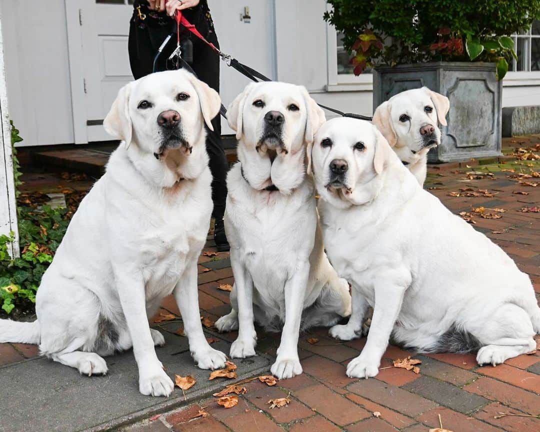 The Dogistさんのインスタグラム写真 - (The DogistInstagram)「Jameson, Talisker, Boots, & Oriana, Labrador Retrievers (5, 4, 8, & 9 y/o), Main & Easy St., Nantucket, MA • “We had Jameson and Talisker, son and daughter, and then we adopted their mother, Boots, and their cousin, Oriana – they’re all related. They’re normally much more chill, but we drove four hours from Connecticut, then two and a half hours on the ferry, then they had to sit while we had lunch.”」10月17日 7時18分 - thedogist