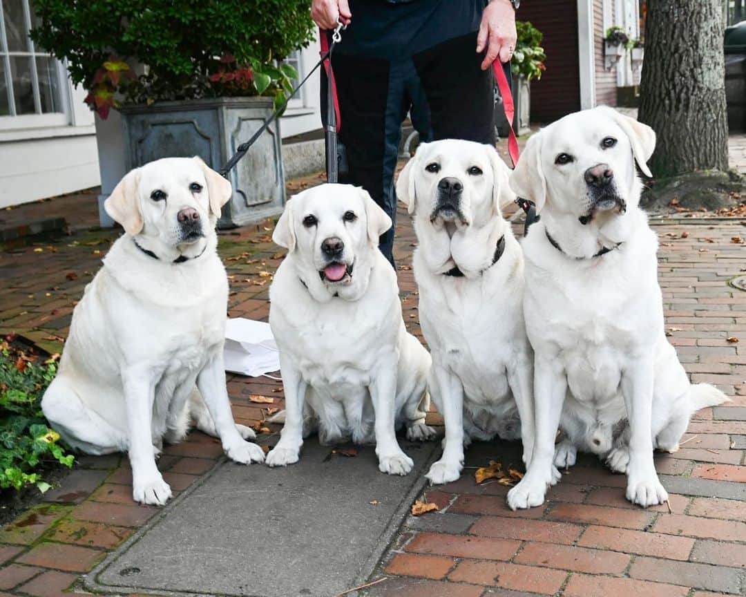 The Dogistさんのインスタグラム写真 - (The DogistInstagram)「Jameson, Talisker, Boots, & Oriana, Labrador Retrievers (5, 4, 8, & 9 y/o), Main & Easy St., Nantucket, MA • “We had Jameson and Talisker, son and daughter, and then we adopted their mother, Boots, and their cousin, Oriana – they’re all related. They’re normally much more chill, but we drove four hours from Connecticut, then two and a half hours on the ferry, then they had to sit while we had lunch.”」10月17日 7時18分 - thedogist