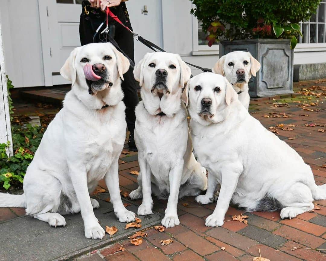 The Dogistさんのインスタグラム写真 - (The DogistInstagram)「Jameson, Talisker, Boots, & Oriana, Labrador Retrievers (5, 4, 8, & 9 y/o), Main & Easy St., Nantucket, MA • “We had Jameson and Talisker, son and daughter, and then we adopted their mother, Boots, and their cousin, Oriana – they’re all related. They’re normally much more chill, but we drove four hours from Connecticut, then two and a half hours on the ferry, then they had to sit while we had lunch.”」10月17日 7時18分 - thedogist