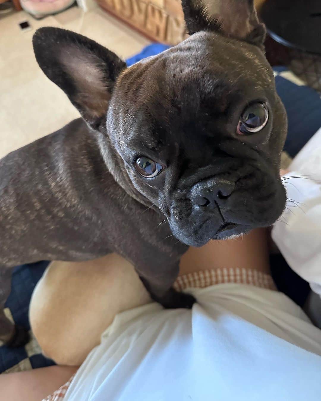 のインスタグラム：「ママ‼️‼️‼️ ぼくやっぱり右側がいいの👀 おにぃが全然よけてくれないよぉ🐻💧な大尊選手🤭✨  諦めて右側アウトサイドへwwww  ふたりの体温が最高な季節に突入🥰 母は待ってました🫶🏻  なんて可愛い❤️ はぁ食べたい🤤💕💕💕💕  #秋本さんチのフレブル  #多頭飼い #マイクとタイソン #真育大尊 #フレンチブルドッグ  @mike_tyson.dayooon  僕たち11キロ 体重もお揃いだょ🐖💖🐖」