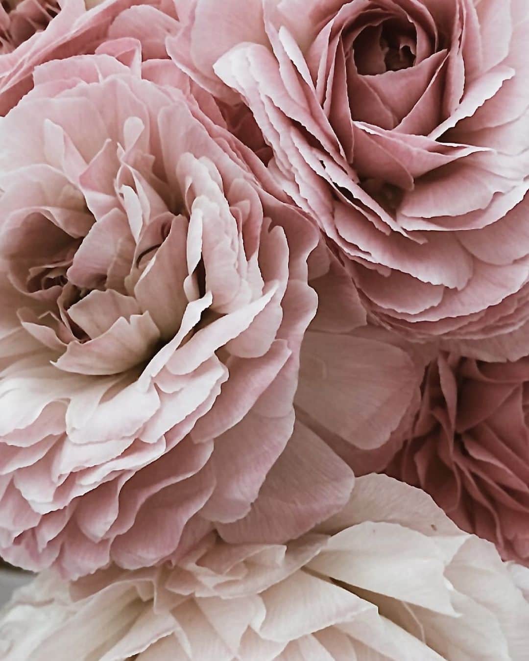 Yukicoさんのインスタグラム写真 - (YukicoInstagram)「🍃🌸🍃🌸🍃  ————————————————————— 見てくださる方にプラスになる投稿をしていきます 是非いいね♡フォロー♡ よろしくお願いいたします𓅟 私の写真の編集については フォトレッスンでレクチャーをしています —————————————————————  #flowers#flowerpower#flowerphotography#flowerporn#flowerslovers#flowerstagram#bouquet#bouquets#btsarmy#jiminpen#btsjimin #ジミンペン」10月17日 7時32分 - yukicolifecom