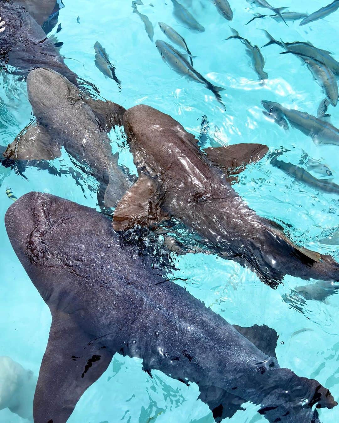 やよさーんさんのインスタグラム写真 - (やよさーんInstagram)「. Swimming with sharks 🦈 Wonderful summer day 🩵 . サメと海で泳ぎました🦈🦈 素晴らしい夏の日🫶🏾 . 📍compasscay,exuma,bahamas . . #swimmingwithsharks #travel #bahamas #exuma #compasscay #shark」10月17日 8時23分 - yayosaan