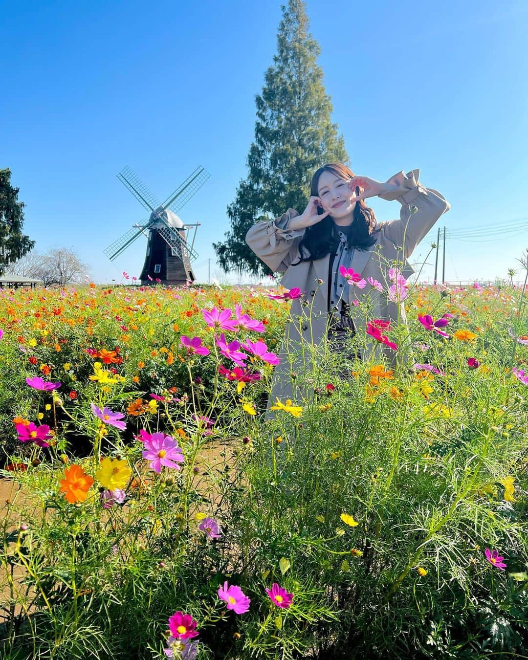 花乃まりあのインスタグラム：「. 今朝はコスモス畑から生中継📽️  カラフルなコスモスと風車、見ているだけでメルヘンな気持ちになりました🎠🌸  二枚目は朝焼けとコスモス。 現場に到着する時間はまだ空が暗い。そんな季節になりました🍂 . #ZIP!#コスモス#コスモス畑#あけぼの山農業公園」