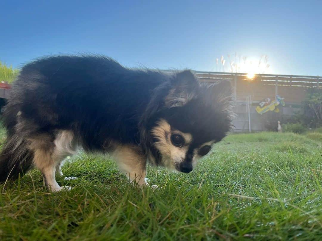 小野真弓のインスタグラム：「おはわん☺️ ハナちゃんです🦝❤️  今日は、少し調子が良かったので 朝陽を浴びにお庭に出たよ☺️🌱🌅 朝の空気って、気持ち良いね✨  昨日はハナちゃん一日ぐったりで、、 おかーさんが焦ってたけど😶  いっぱい寝て休んで充電できまちた😆🔋✨ 今日ものんびり過ごすわん(*´꒳`*)❤️  ハナちゃんの大好きな マロンケーキの季節🧁🌰😋 ハナちゃんもお家で 秋を楽しみまーす🍁✨  良い一日を☺️  #よちよちシニア#ハナちゃん #散歩いのち#ハルくん #兄妹猫#アオくん#ナナちゃん #黒猫#くーちゃん #白猫#マリ様 #ツンデレ白黒チーム#お見送り猫 #ツンに見せかけて追いかけてくる愛おしいふたり #犬と猫のいる暮らし#犬猫日記」