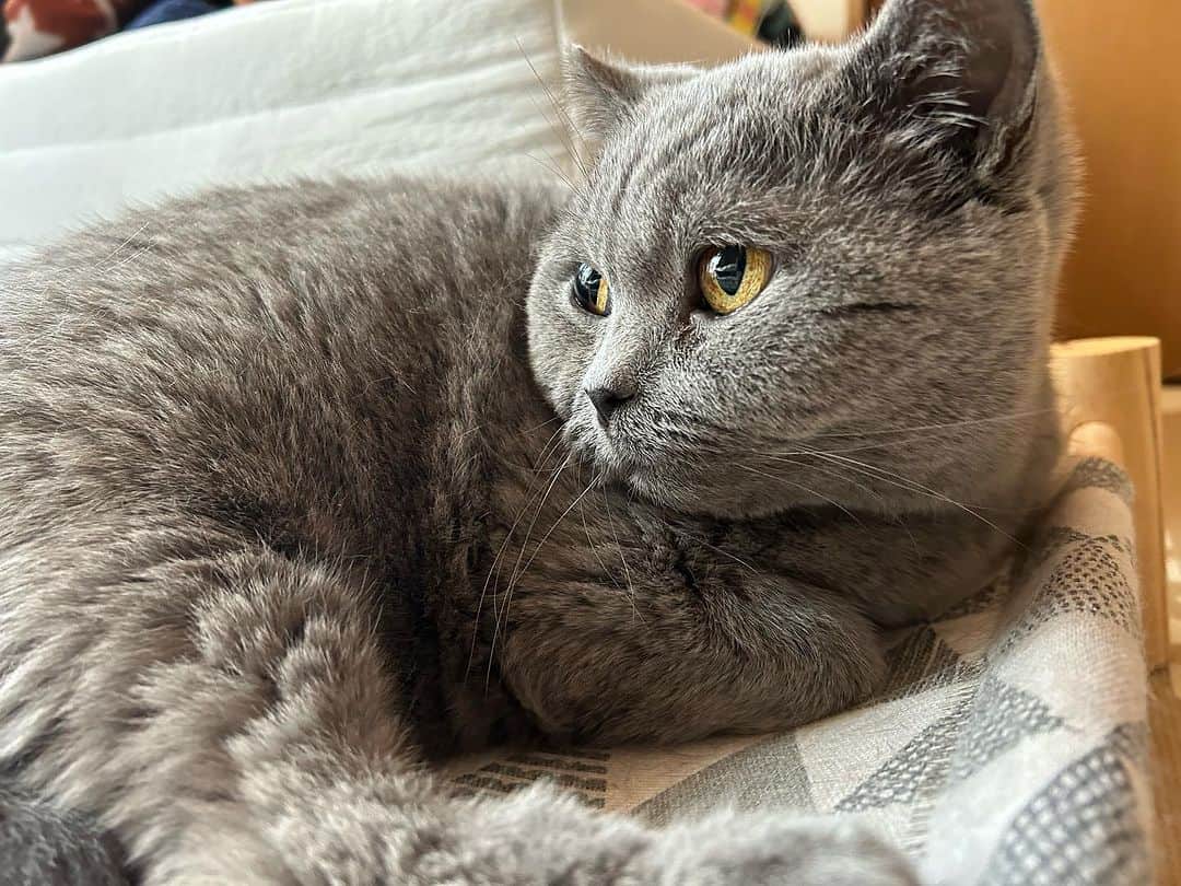 のインスタグラム：「おはにゃん😊 今朝も素晴らしい秋晴れ☺️ #諭吉 の点滴も終了‼️  点滴を準備中、気づいてベッド下やベランダへ逃げます🛏️  ベランダへ逃げた時、夫に部屋に来てもらったら すぐ部屋の中、ベッドに上がってくる そこを私が確保😆  夫にはちょろい諭吉 ちょっと妬けます…🥹  今日、赴任先へ戻ってしまうので 残り時間、うんと甘えるんだよー🥰  #諭吉と幸来  #ゆきさく #猫のいる暮らし」