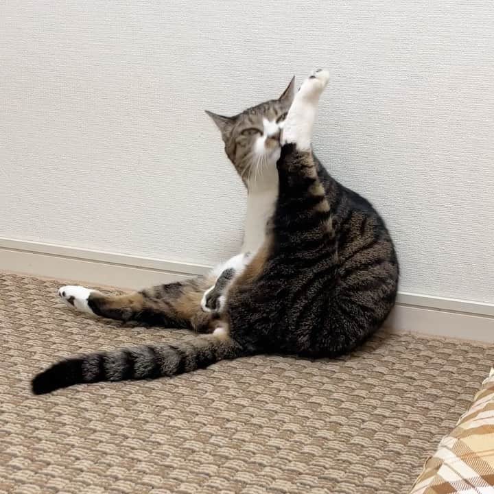 meekooのインスタグラム：「足の長さと体の柔らかさを見せつけるさんた( ⁼̴̶̤̀ω⁼̴̶̤́ ) #なんでもない動画」