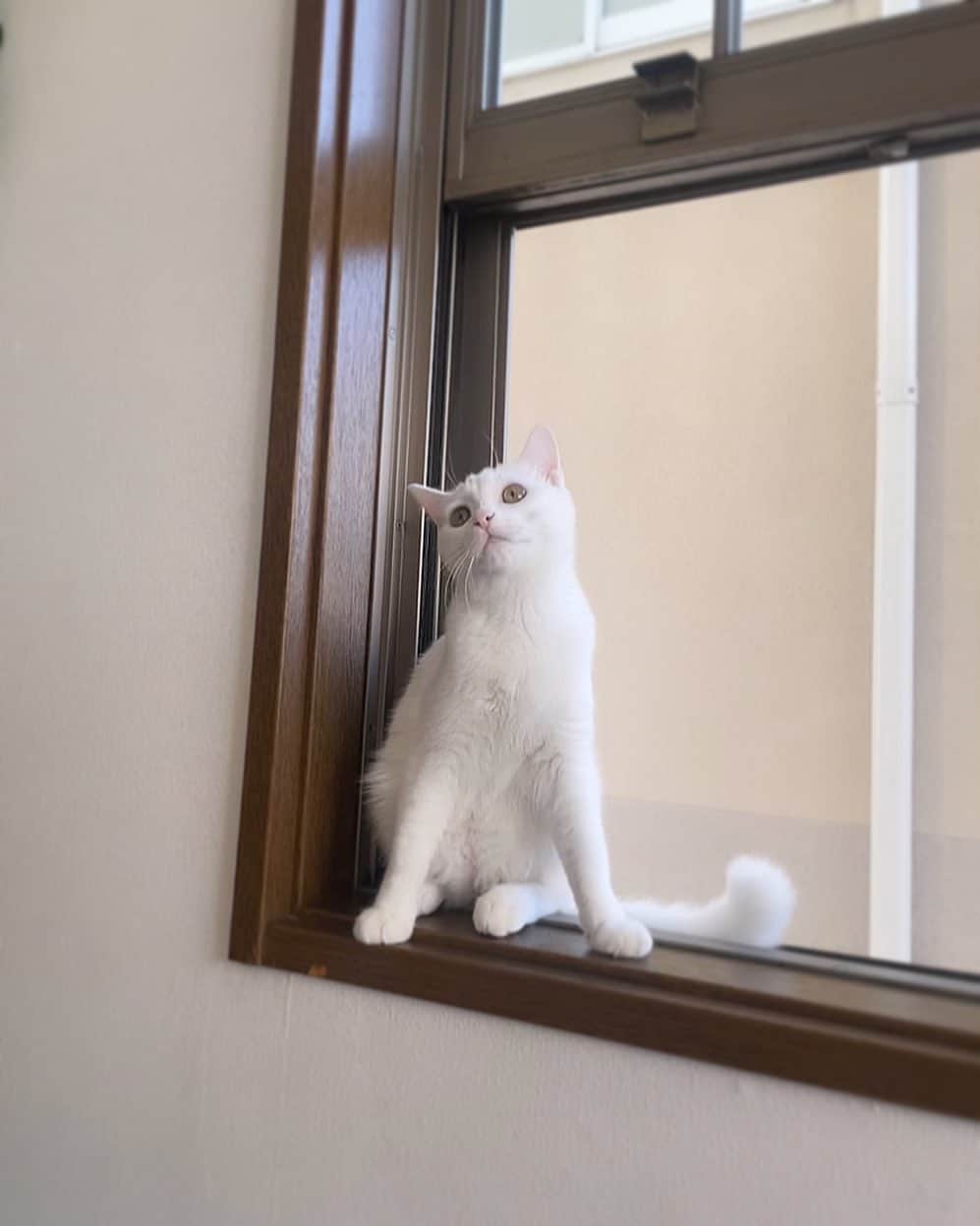 淺川美穂のインスタグラム：「真っ白なソニ♡  フェイもソニも窓際 好きよね。」