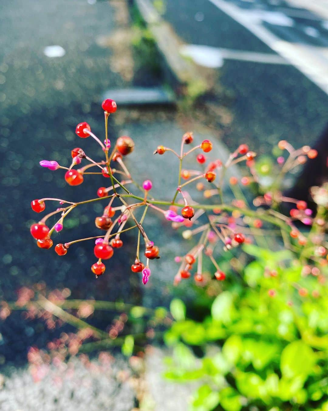 寺川奈津美さんのインスタグラム写真 - (寺川奈津美Instagram)「秋の花火みたいなの見つけた #お弁当を見た息子の反応は #トマトはのけてねだって #でもきょうは園に行く途中 #走らなかった #きっとお弁当が入ってるからだ #うれし」10月17日 9時28分 - natumikannnn