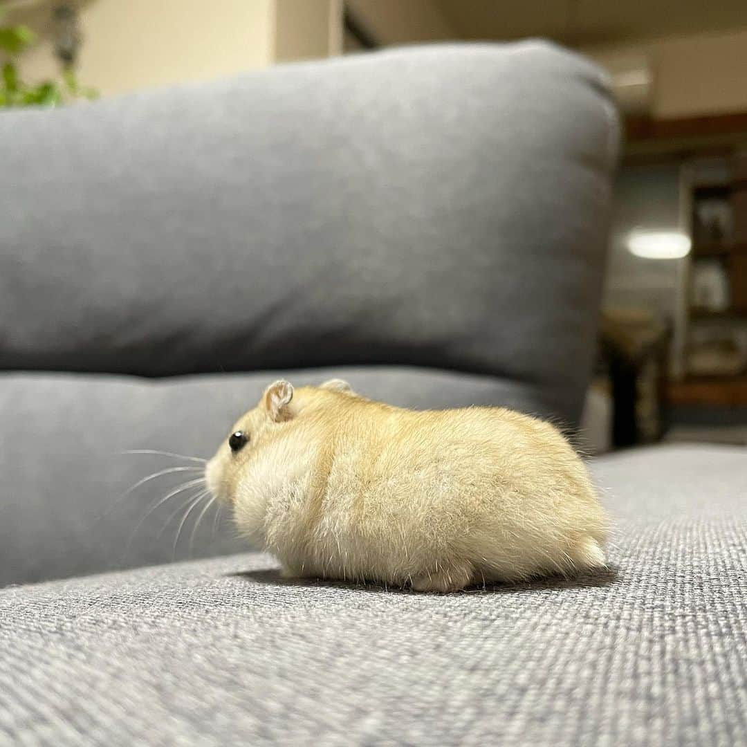 hamster_mocoのインスタグラム：「キラキラ👀✨️  ソファんぽ中のゆずちゃん🍊 キラキラのお目目とぷにぷにシルエットが可愛すぎる🤭♥️ 2023.10.17 ✼••┈┈••✼••┈┈••✼••┈┈••✼••┈┈••✼  #ハムスターゆず#ハムスター#ジャンガリアンハムスター#ジャンガリアン#ジャンガリアンプディング#プディングジャンガリアン#イエロージャンガリアン#ふわもこ部 #モフモフ#ペット#親バカ部 #hamster#djungarian#hamstagram#hammy#happy_pets#PET_OF_OUR_WORLD#igersjp#ig_japan#instapet#weeklyfluff#kawaii#cute#仓鼠#정글리안#햄스터」