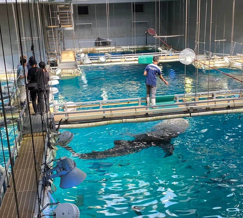 ナジャ・グランディーバstaffのインスタグラム：「まもなく放送です🐟  今日のウラナジャは海遊館さんのご好意で、大水槽を上から見学！ 水面に浮かび上がってくるジンベエザメに “カコイチ”感激する２人。  さらにはエサを作る空間などバックヤードも見せてもらいました。  #ウラウラ #浦川泰幸 #ナジャグランディーバ #大阪ベイエリア #海遊館」