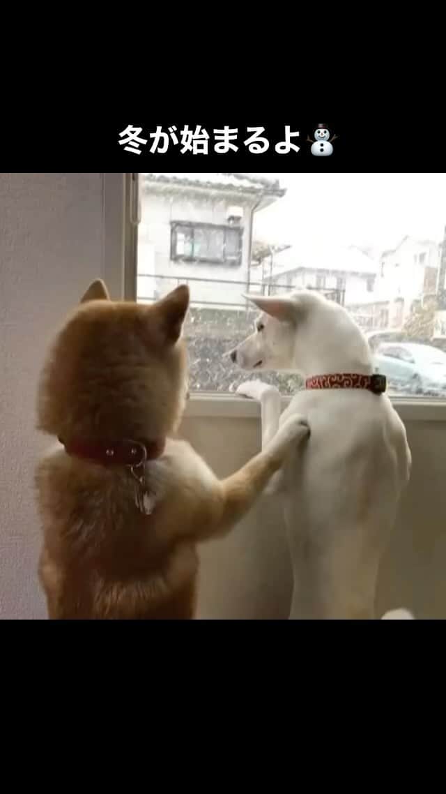 柴犬ハル&保護犬すずのインスタグラム：「⛄️ . 冬の訪れをお知らせします⛄️ . #これは本物の雪です #だいぶ寒くなってきました #ハルも雪を見たくて順番待ちです #窓側を譲って欲しくて白ヤギにお願いしてます . ※ややこしくて御免なさい！ 過去の動画です🙇‍♀️⛄️ 今日の鹿児島は暑いです！😭 . #柴犬#柴#kagoshima#dog#puppy#shibainu#shibastagram#いぬバカ部#family#cat#鹿児島#赤柴#ねこ#猫#雑種#天文館#日本犬#保護犬を家族に#保護犬#元保護犬#姉妹#冬」