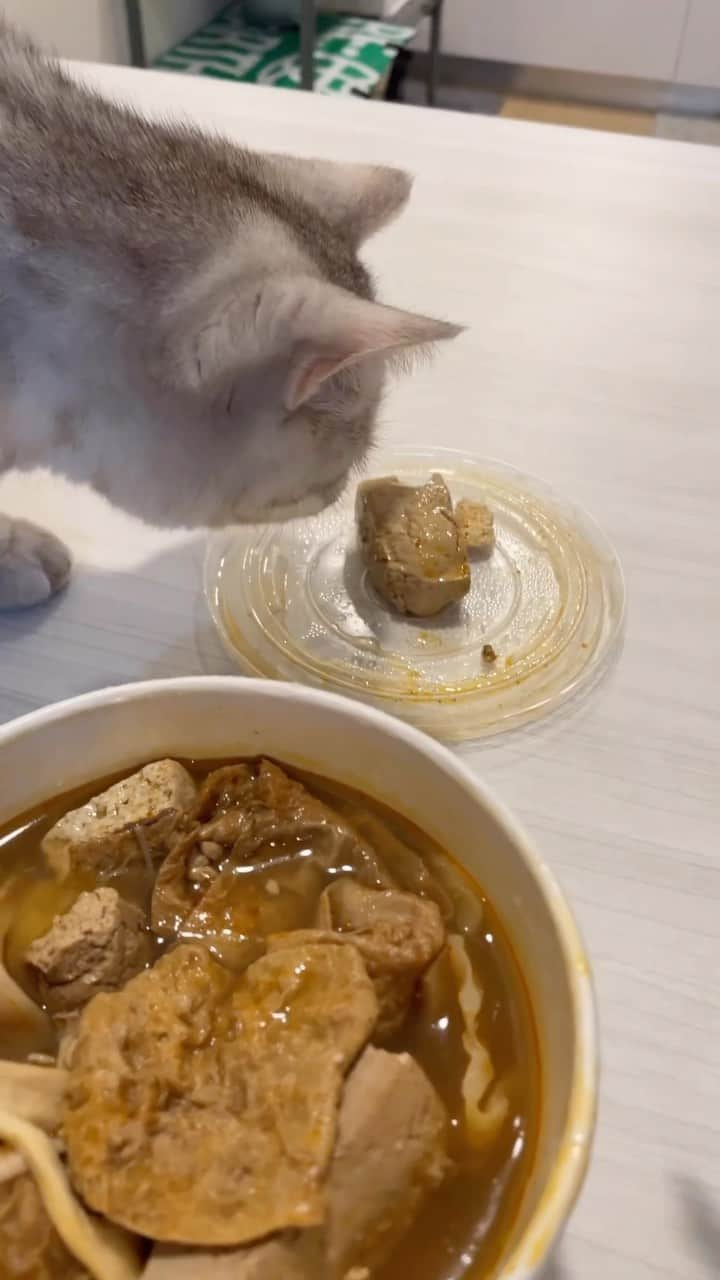 Aww Clubのインスタグラム：「Hooman … I have a question  @mimoji_oo  #meowed #cutecat #cat #mimojioo #food #humanfood #poop #bsh #英短」