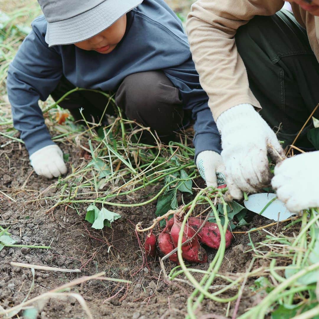 きなこのインスタグラム：「春に植えたさつまいもの収穫へ🍠 今回は植える時に苗の向きを色々変えてみて、育ち方がどう変わるか検証してみました👀  採れたてのお芋は洗わず新聞紙に包んで1.2週間常温で寝かせておくと甘みが増して食べ頃に。でんぷんが糖に変化するからだそう。ハロウィンくらいに食べられるかな〜楽しみ😚  今度はいよいよ稲刈り🌾 最近息子はSwitchのゲームでも稲作に励んでいて、肥料作りや田植え、水の量や温度の調整などなどしっかり工程をふんでいく本格っぷり。リアル稲刈りも張り切ってます💪  #芋掘り #味覚狩り #さつまいも #小学生 #小学生男子 #育児 #子育て #こどもと暮らす」