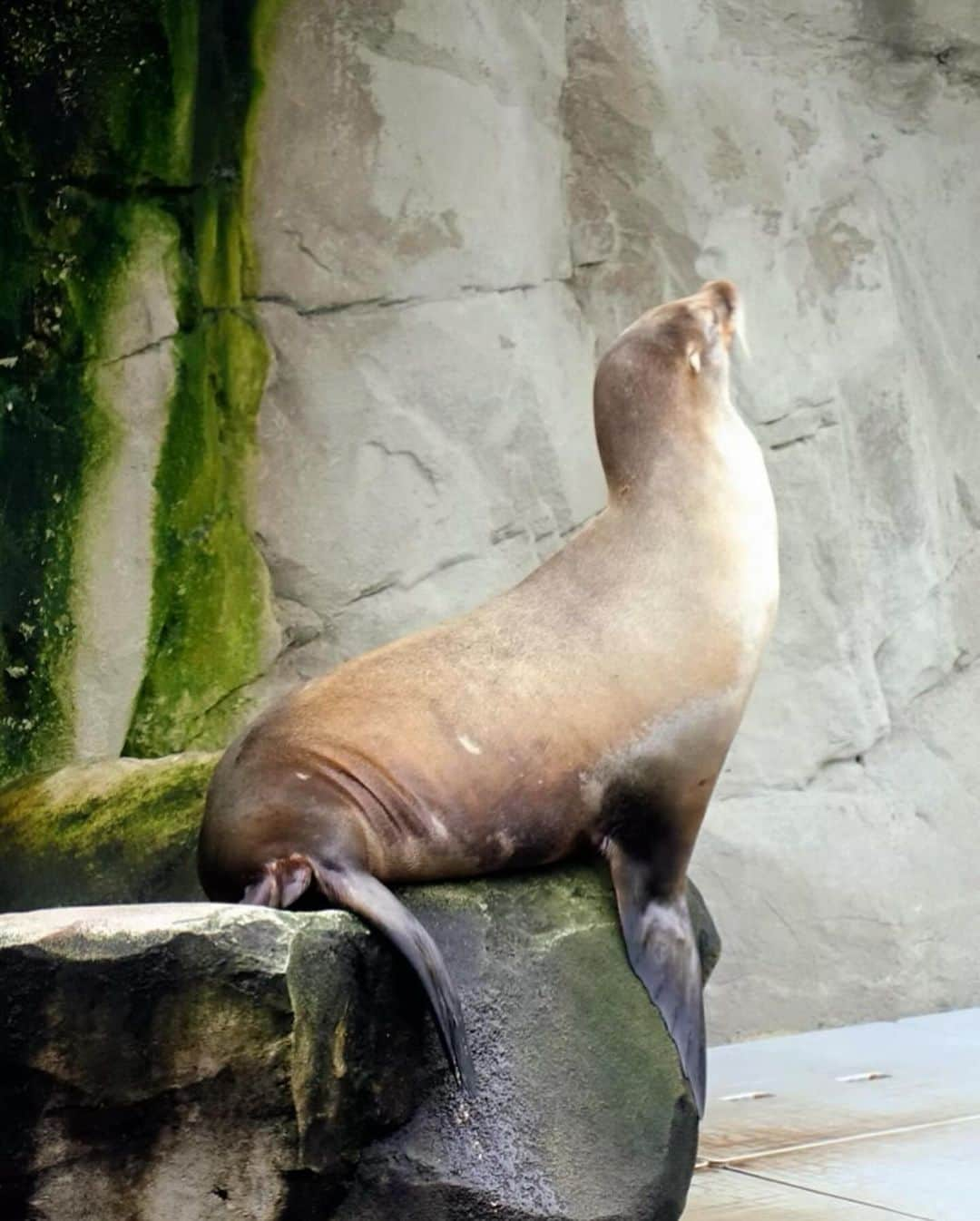 川原亜矢子さんのインスタグラム写真 - (川原亜矢子Instagram)「世界最古の動物園 #antwerp #antwerpen #bergium #アントワープ #ベルギー #ヨーロッパ」10月17日 20時04分 - ayakokawahara