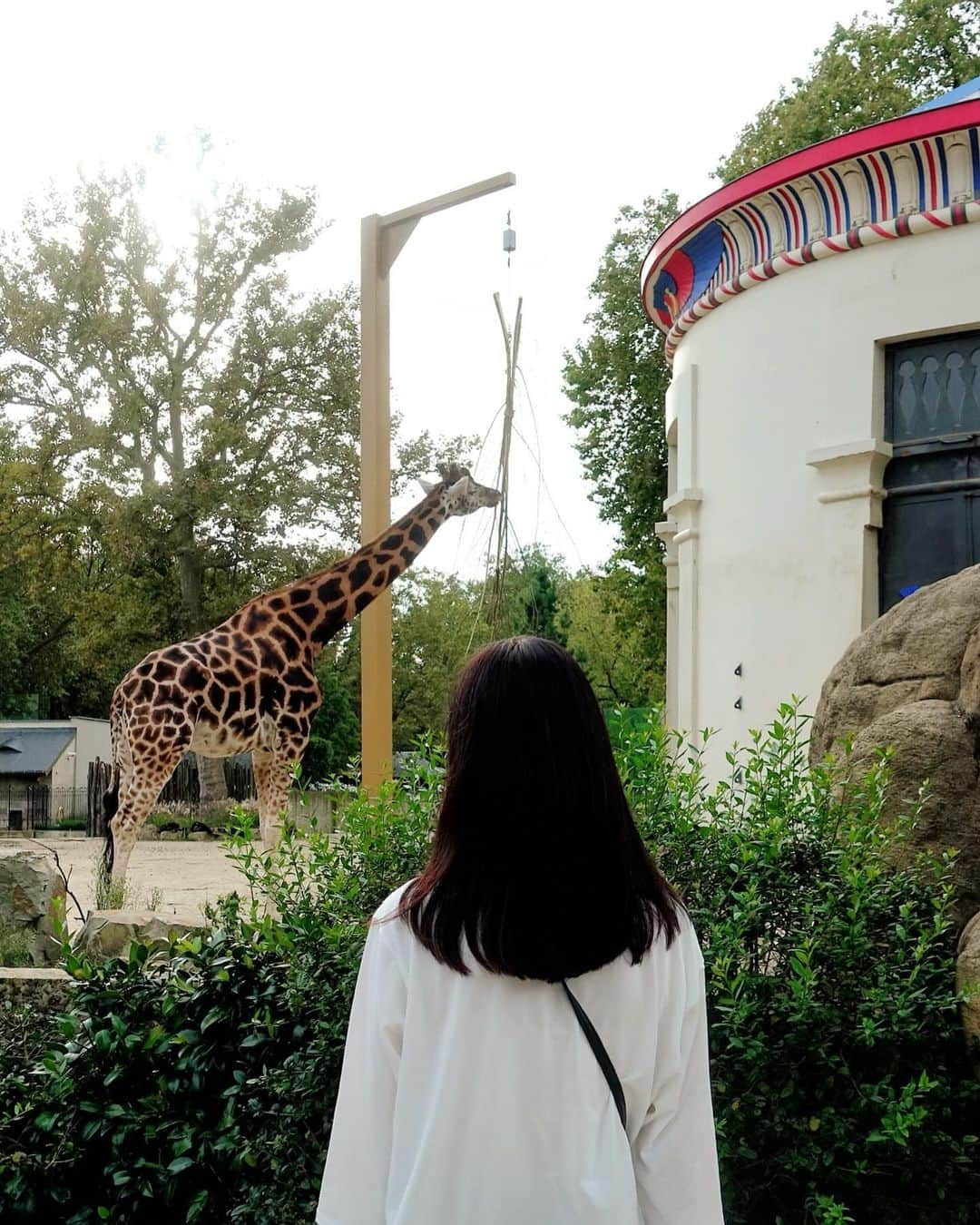 川原亜矢子さんのインスタグラム写真 - (川原亜矢子Instagram)「世界最古の動物園 #antwerp #antwerpen #bergium #アントワープ #ベルギー #ヨーロッパ」10月17日 20時04分 - ayakokawahara