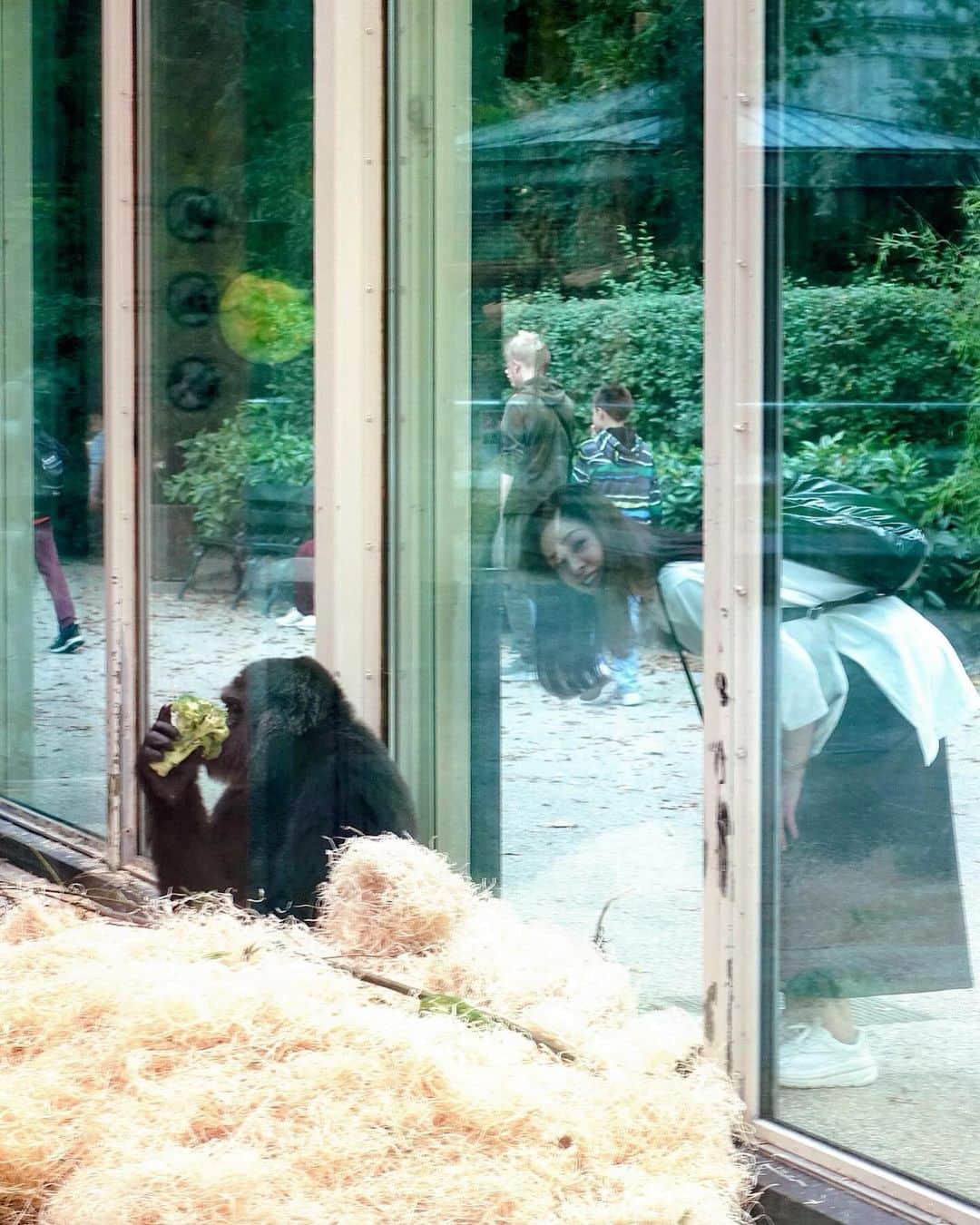 川原亜矢子さんのインスタグラム写真 - (川原亜矢子Instagram)「世界最古の動物園 #antwerp #antwerpen #bergium #アントワープ #ベルギー #ヨーロッパ」10月17日 20時04分 - ayakokawahara