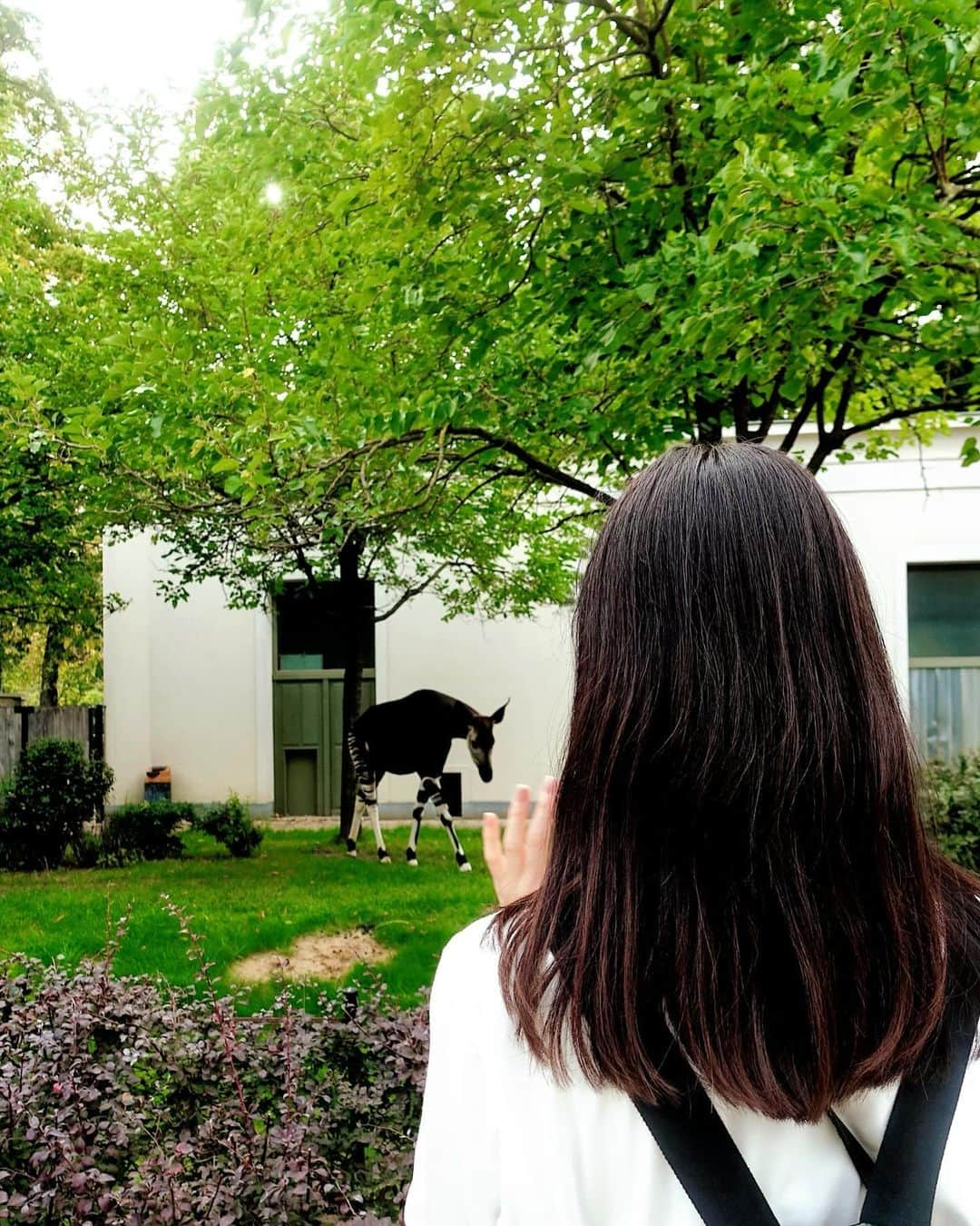 川原亜矢子さんのインスタグラム写真 - (川原亜矢子Instagram)「世界最古の動物園 #antwerp #antwerpen #bergium #アントワープ #ベルギー #ヨーロッパ」10月17日 20時04分 - ayakokawahara