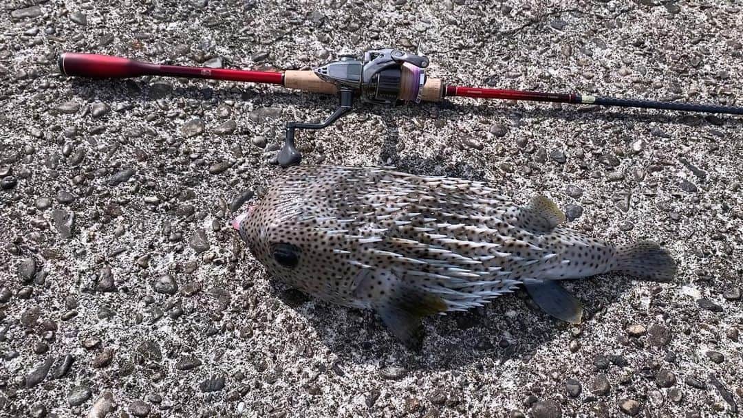 Ｋのフィッシングちゃんねるのインスタグラム：「ハリセンボン釣れたww  #釣り #fishing」