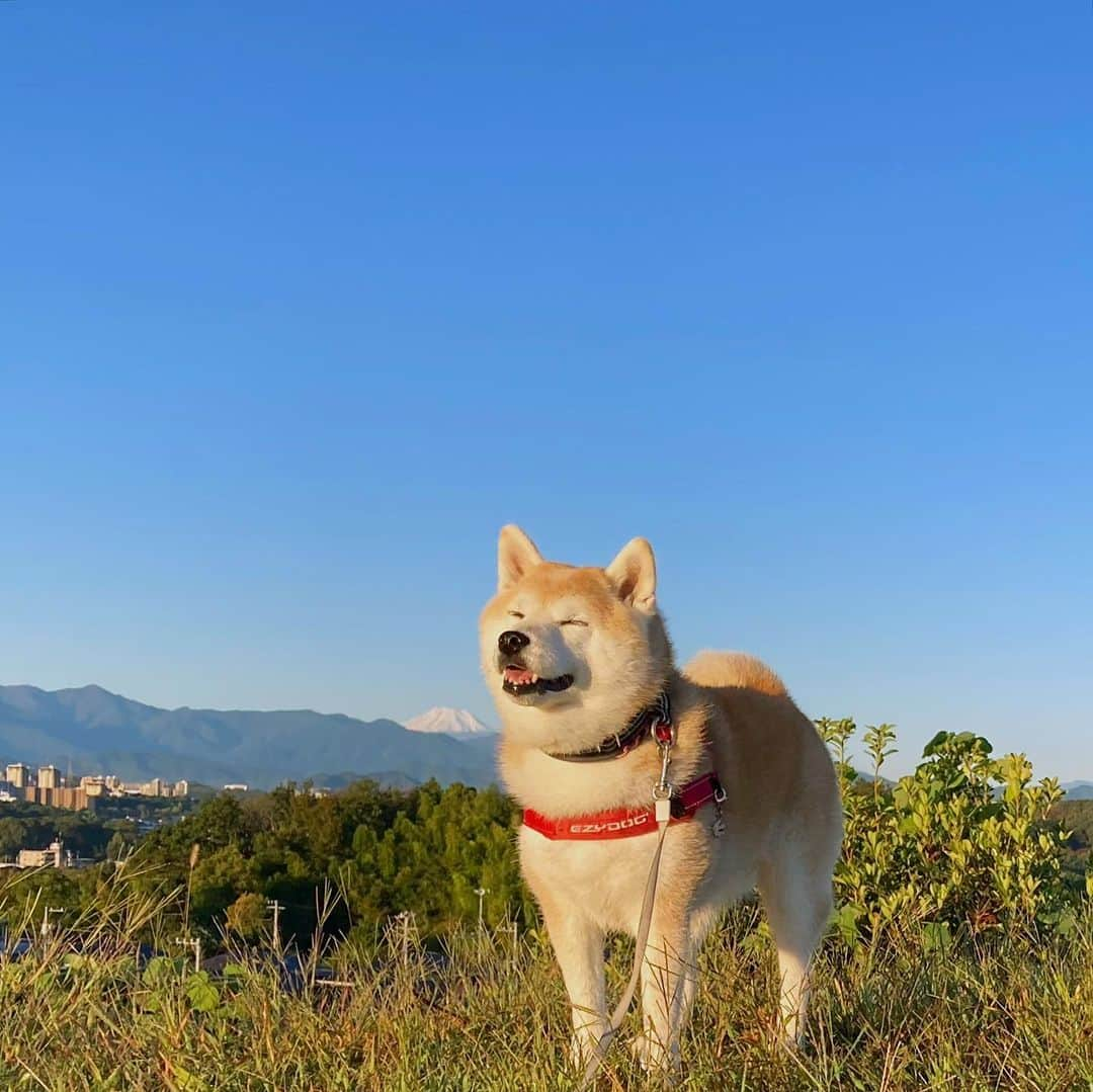 てんパパのインスタグラム：「週明け、良い天気が続いています。 富士山、真っ白。 てんこは朝んぽの活気・やる気がみなぎってます。 #丘の上のてん #世界遺産と天然記念物」