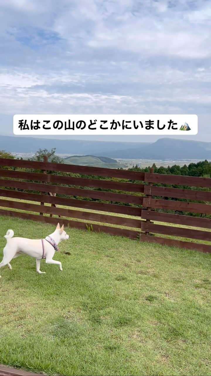 柴犬ハル&保護犬すずのインスタグラム