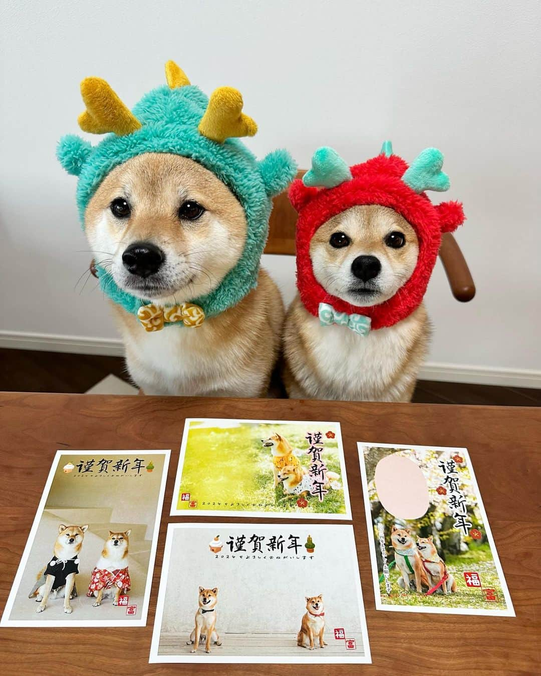 豆柴 福and富のインスタグラム：「. . 福と富から年賀状のお知らせ🐶🐶  なんとこの度、 福と富の年賀状がコンビニのコピー機で 印刷できるようになりました😳✨ (ファミマプリント、ローソンプリント限定) コンビニで簡単に福富年賀状が作れます❣️  【販売期間】 10月17日〜24年1月9日 全4種類で1枚から印刷可能。 （ファミマプリント2種類、ローソンプリント2種類） 1枚300円 ※ご自身で年賀状を準備する必要はありません。 年賀状デザインのハガキなので、切手を貼って投函していただく必要があります。  ネットの時代なので最近は年賀状を書く機会が少なくなってきましたが 手書きの年賀状はやっぱりもらうと嬉しいですよね🥺✨ この機会に是非チェックしてみてください🐶🐶 以上お知らせでした😆📢  ※カレンダー現在準備中です…🥺 詳細もう少しお待ちください🙇‍♀️  ファミマ https://fp.famima.com/youtube/fukuandtom  ローソン https://lawson-print.com/products/categories/FukuandTom  . .  #mylove #doglover  #dogstagram #dogs  #shiba #shibainu #shibalove #shibadog  #shibagram #shibamania #shibalife  #shiba_snap #柴犬 #豆柴 #多頭飼い #犬のいる暮らし #犬のいる生活  #doglover #dogstagram #shibaaaaainu #barked #9gag  #thedailyshibainu #시바견　#시바이누 #小狗  @shiba_snap @barked @everydoglover @9gag」