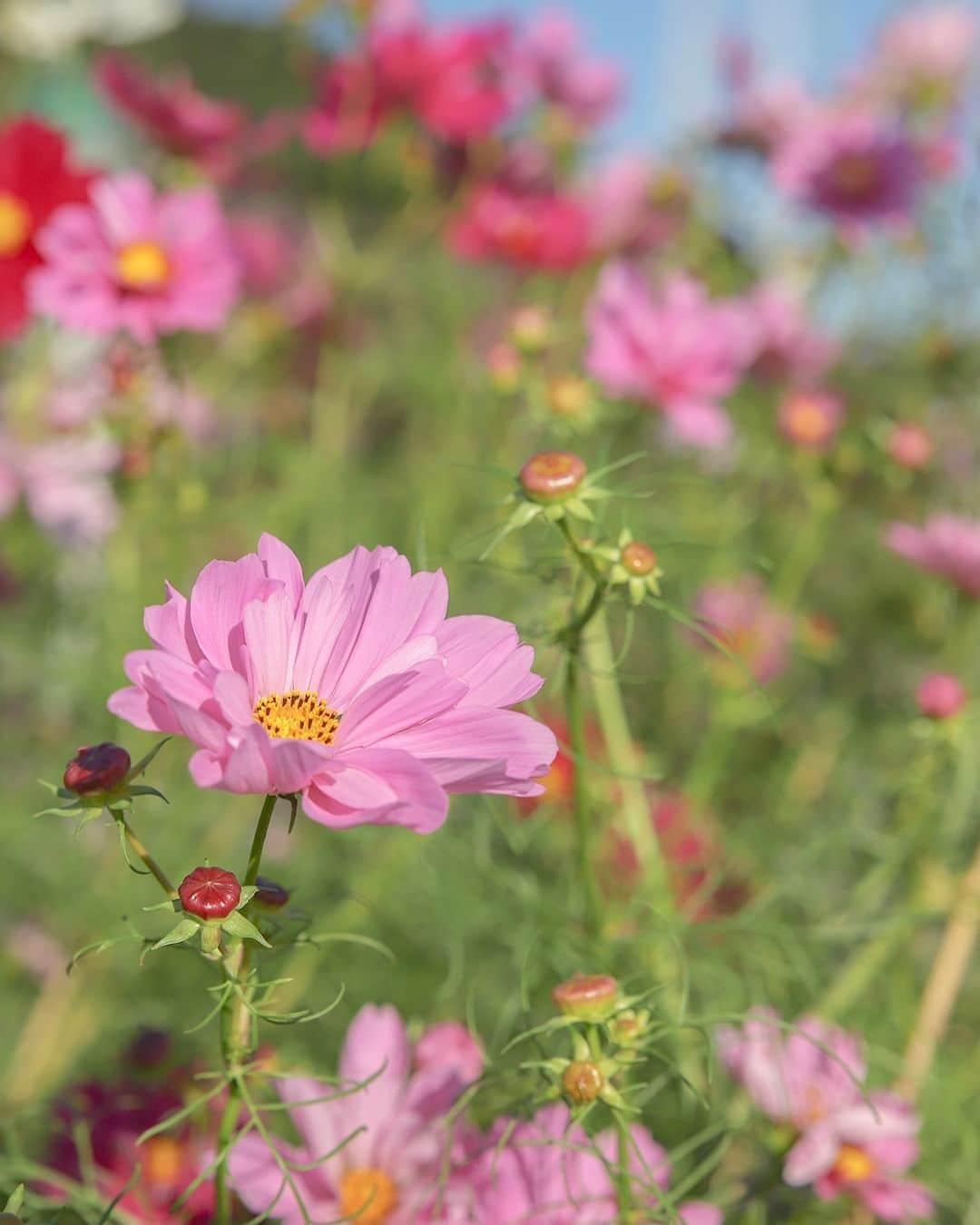 愛知県田原市さんのインスタグラム写真 - (愛知県田原市Instagram)「風に揺られて swaying in the wind  お出掛けしたら、秋を発見！ 散歩にも気持ちがいい季節だね。  今しかできないこと、楽しもう♪  #サンテパルクたはら #コスモス畑  * #たはら暮らし * #渥美半島#田原市#田原#伊良湖岬#伊良湖#赤羽根#渥美半島菜の花浪漫街道#サーフィン#tahara#irago#akabane#spring#surfing#田舎暮らし#日々の暮らし#休日の過ごし方#スローライフ#instagramjaran#igersjp#scenic_jp」10月17日 12時25分 - tahara_kurashi