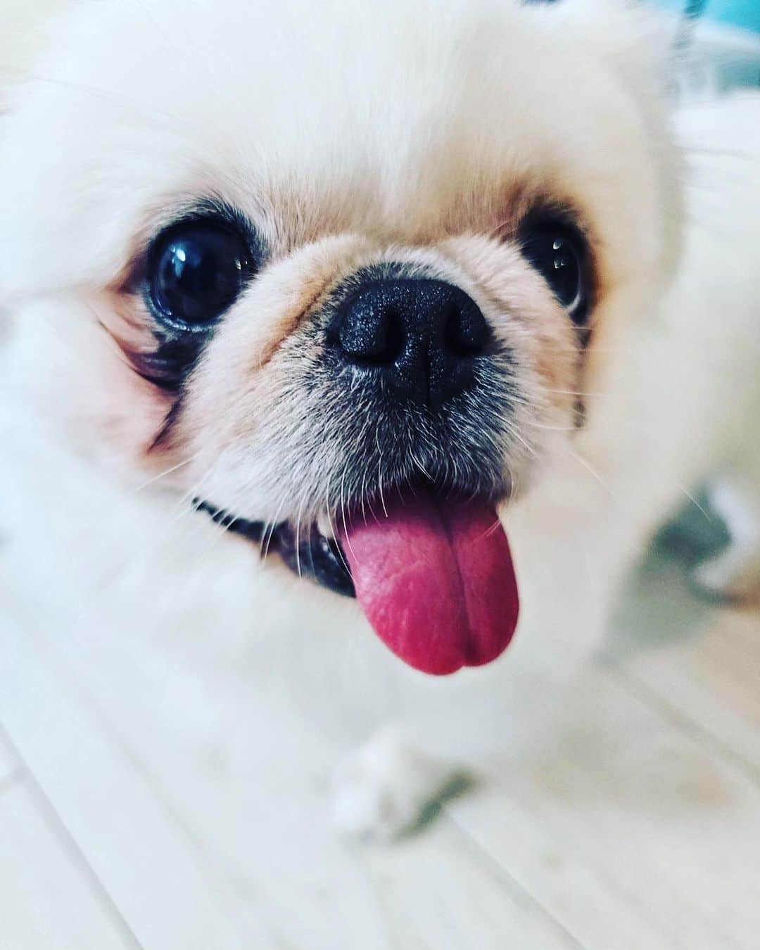 三浦泉さんのインスタグラム写真 - (三浦泉Instagram)「*♪¸¸.•*¨･:*ೄ·*♪¸¸.•*¨･:*ೄ*♪¸¸.•*¨･:*ೄ··*♪¸¸.•*¨･  　先日の定例女子会は  オーガニック韓国メニュー ♥️🍴　  　🍽やみつきサラダ 　🍽玉子スープ 　🍽チャプチェ  みんなで作りながらワイワイ楽しい時間に💗❤️♥️  👗この日のドレスコードは ホワイトorブラック  　　個性豊かなこのメンバーとの時間 素敵過ぎる💘💘💘  　今月も🎃会楽しみ〜❣️  *♪¸¸.•*¨･:*ೄ·*♪¸¸.•*¨･:*ೄ*♪¸¸.•*¨･:*ೄ··*♪¸¸.•*¨･  #ホムパ #女子会 #美女会 #いずみーるクッキング #イズミールクッキング #izumiクッキング」10月17日 12時27分 - princessizu1201