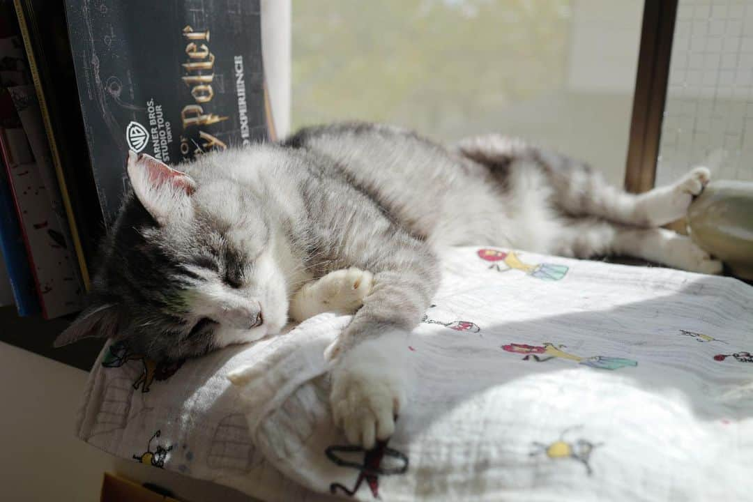 坂本美雨さんのインスタグラム写真 - (坂本美雨Instagram)「あし！あしーー❤︎  #cat #サバ美 #Leica」10月17日 12時37分 - miu_sakamoto