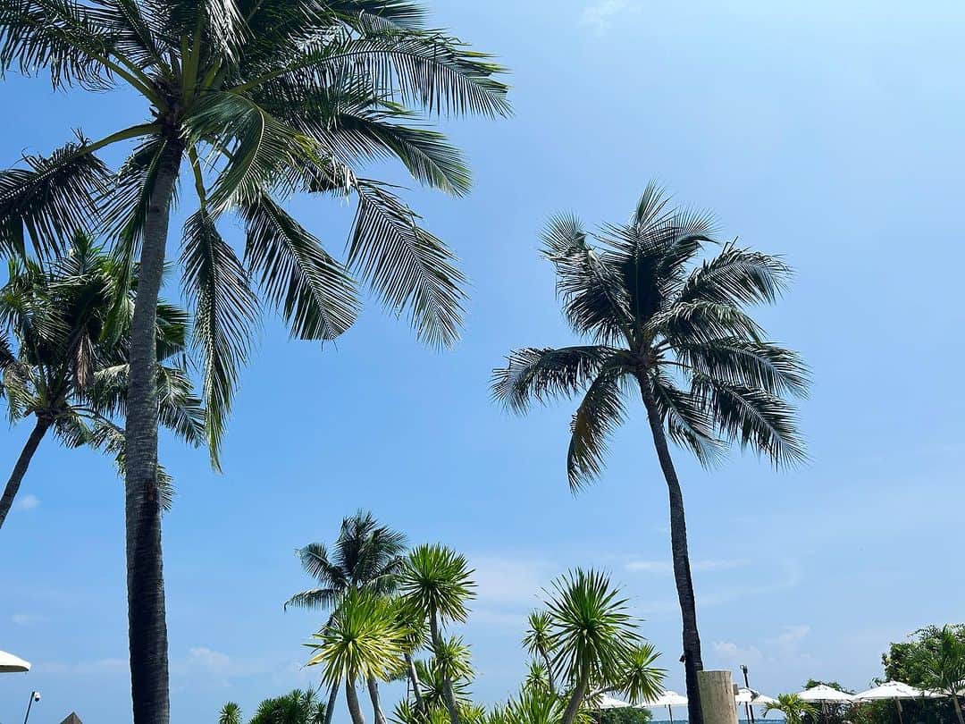 Liaのインスタグラム：「晴れた☀️」